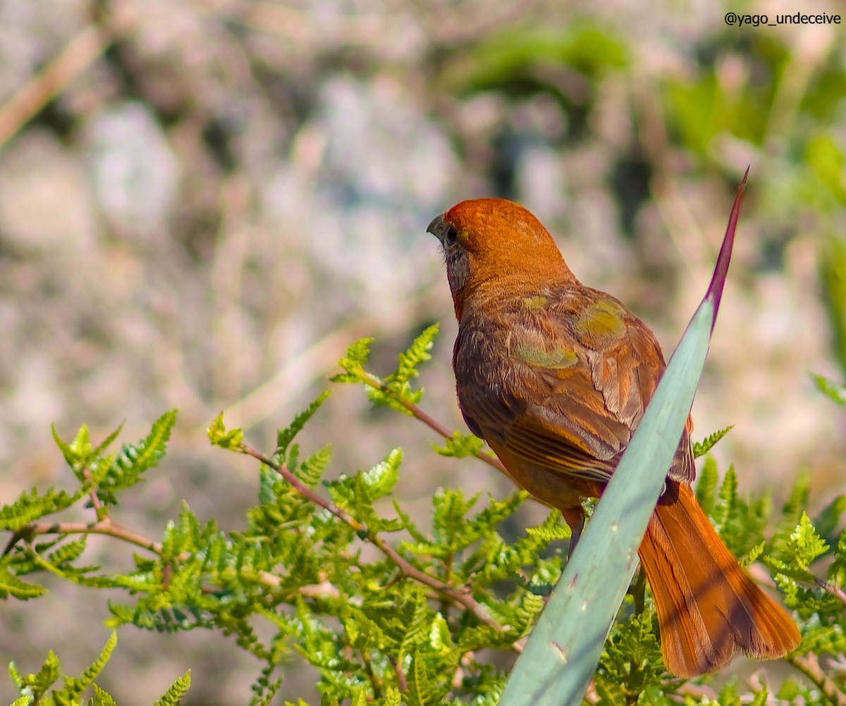 Hepatic Tanager - ML612650769