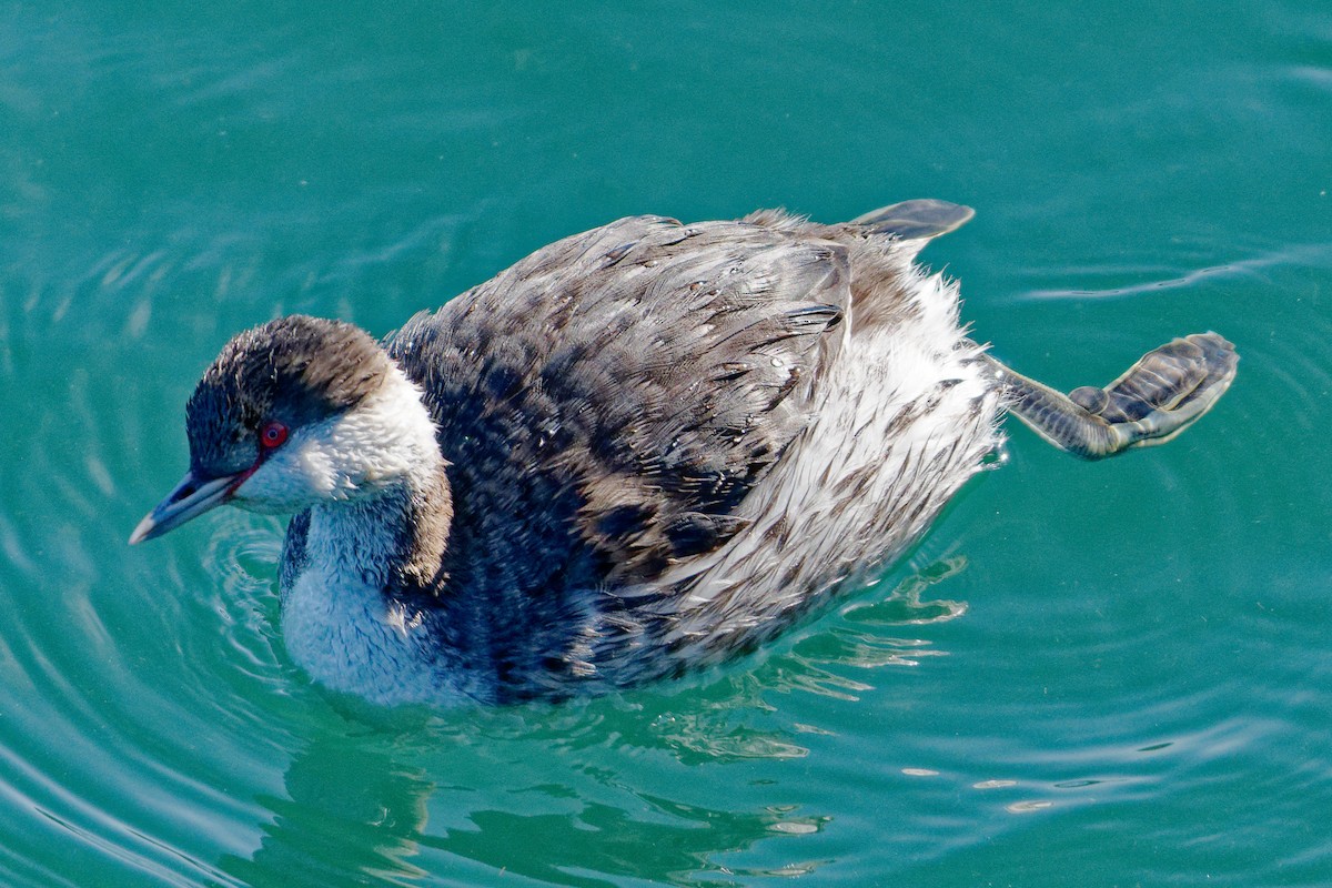 Horned Grebe - Zhennong Li