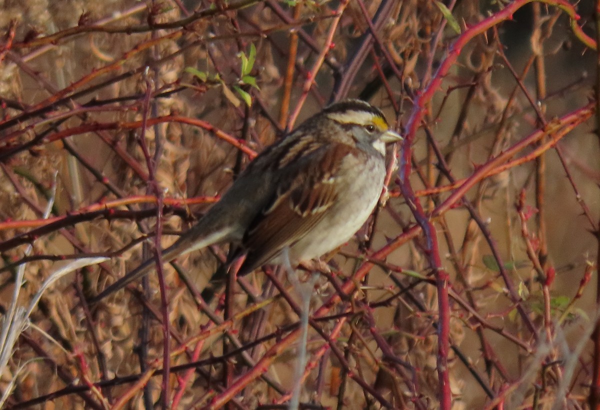 White-throated Sparrow - ML612650832