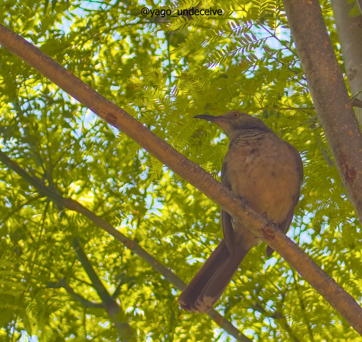 Curve-billed Thrasher - ML612650835