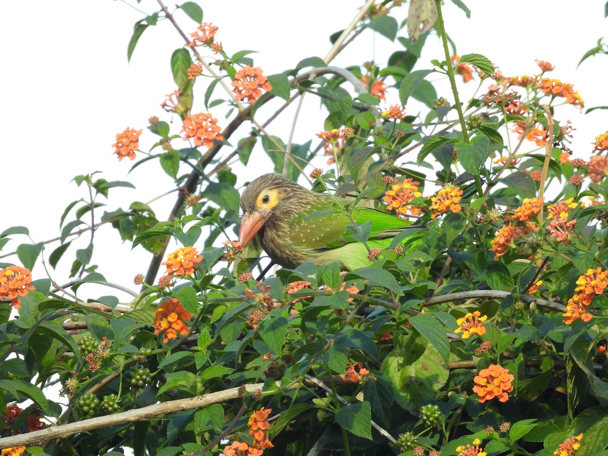 Brown-headed Barbet - ML612650852