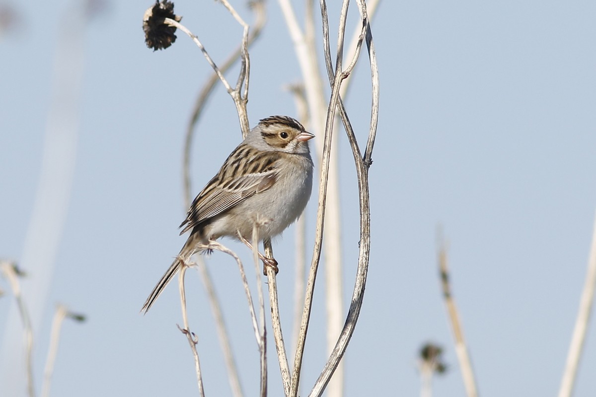 Clay-colored Sparrow - ML612650895