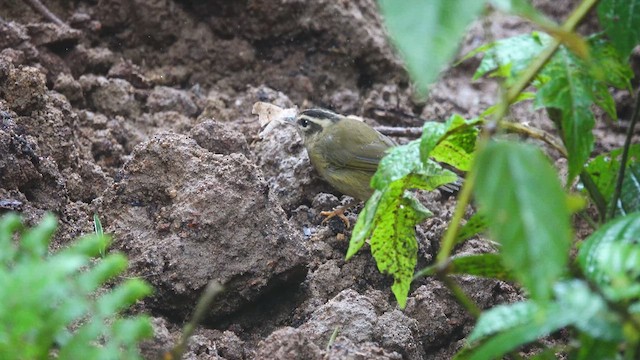 Three-striped Warbler - ML612650974