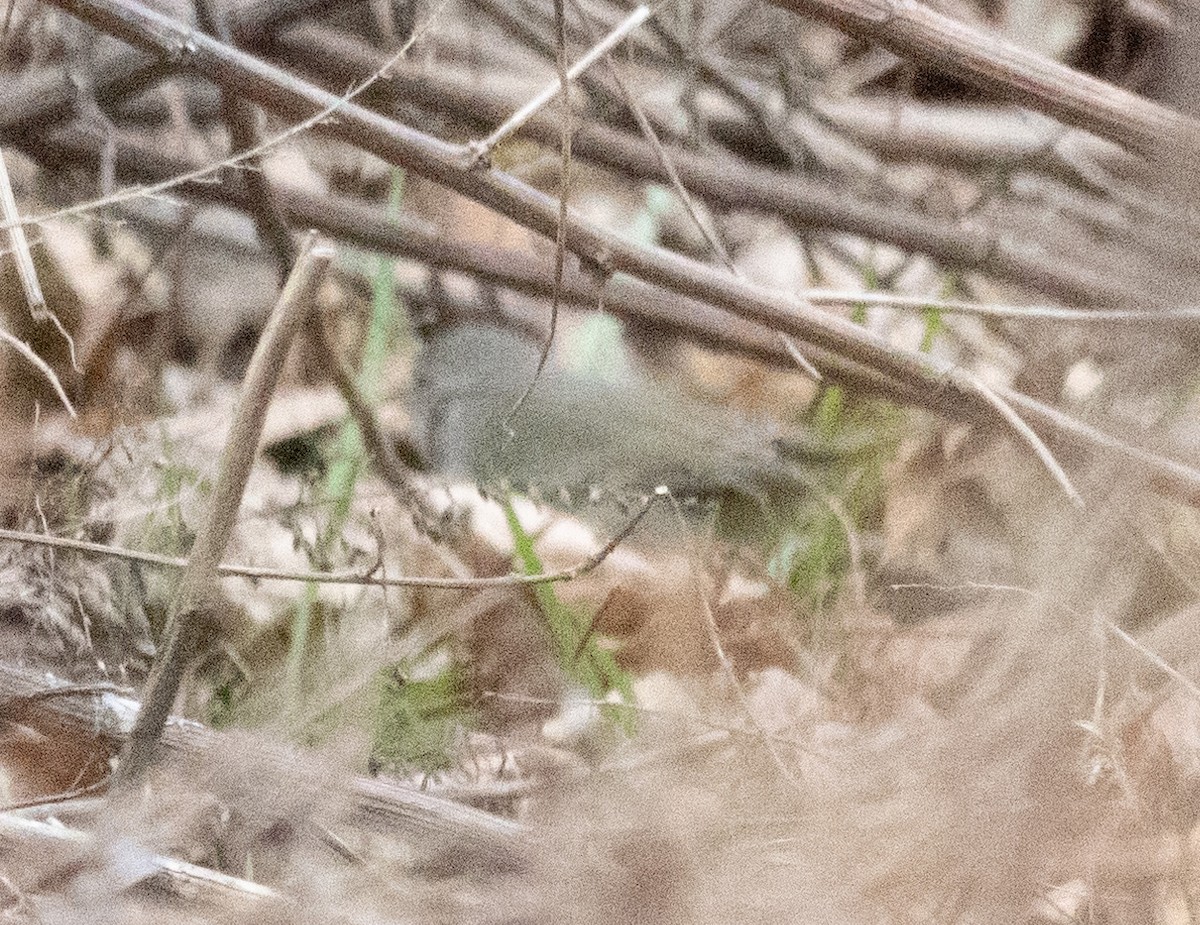 Orange-crowned Warbler - ML612650985