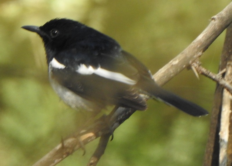 Dajalschama - ML612651018