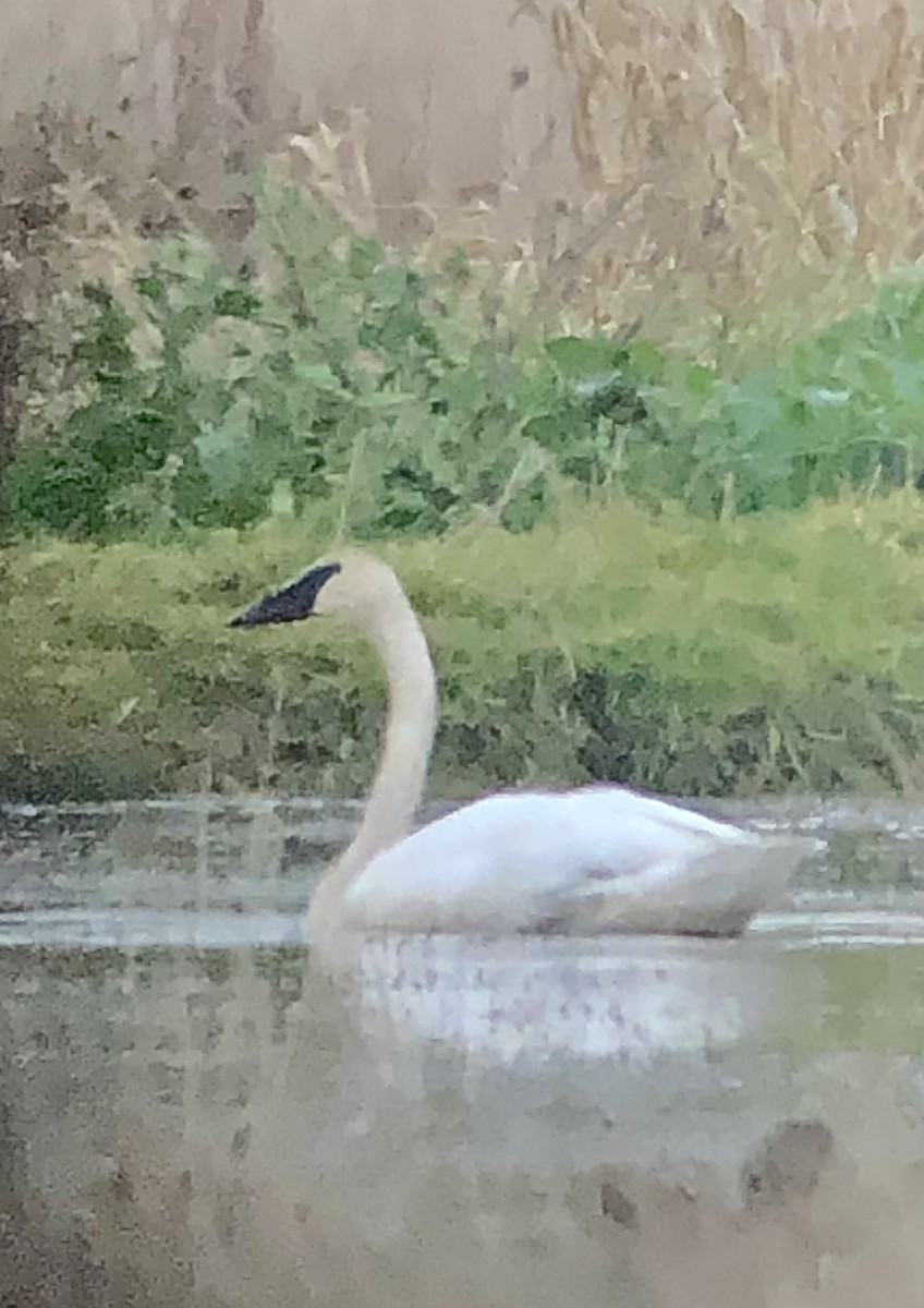 Trumpeter Swan - ML612651027