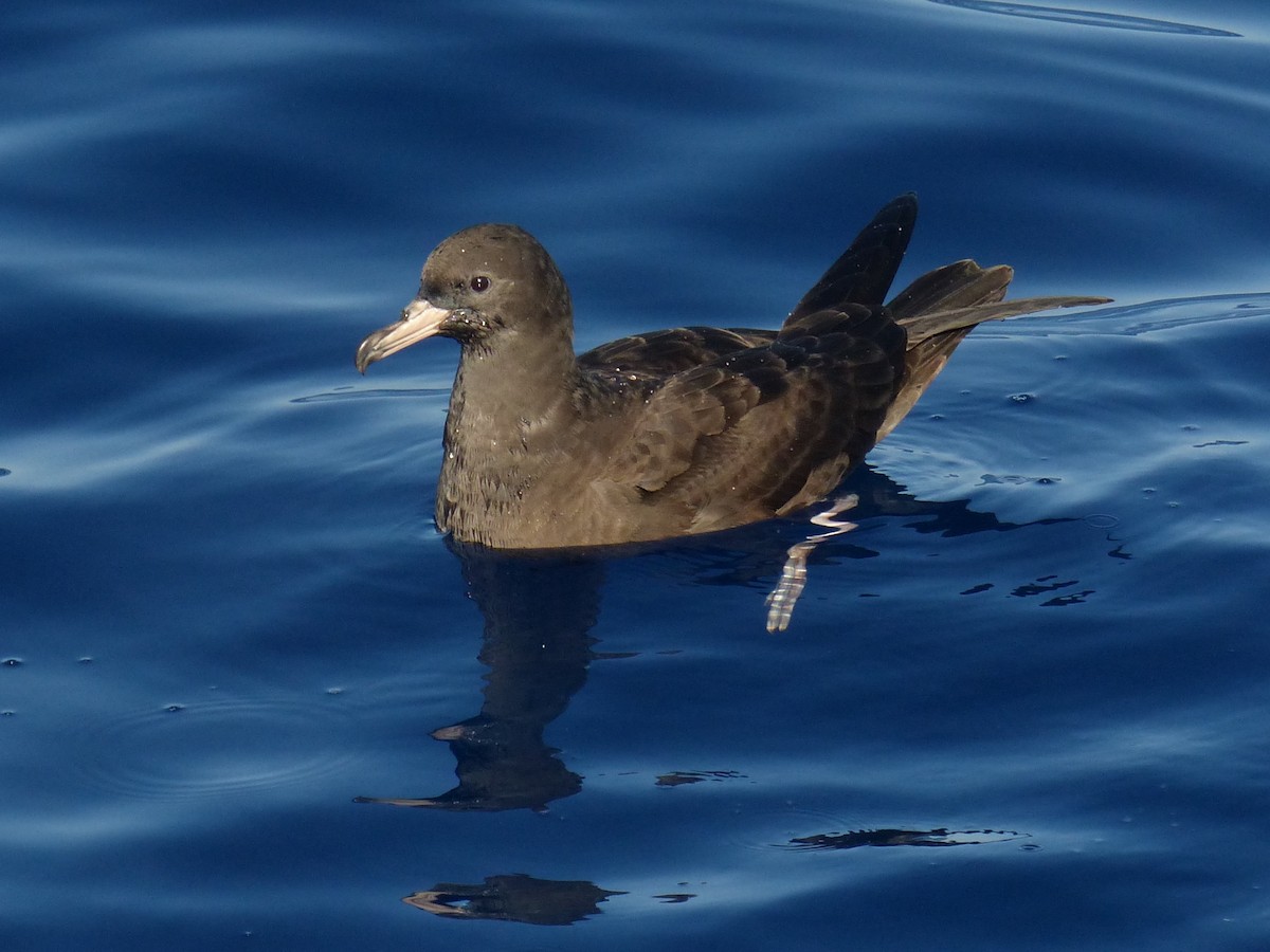 Flesh-footed Shearwater - ML612651043