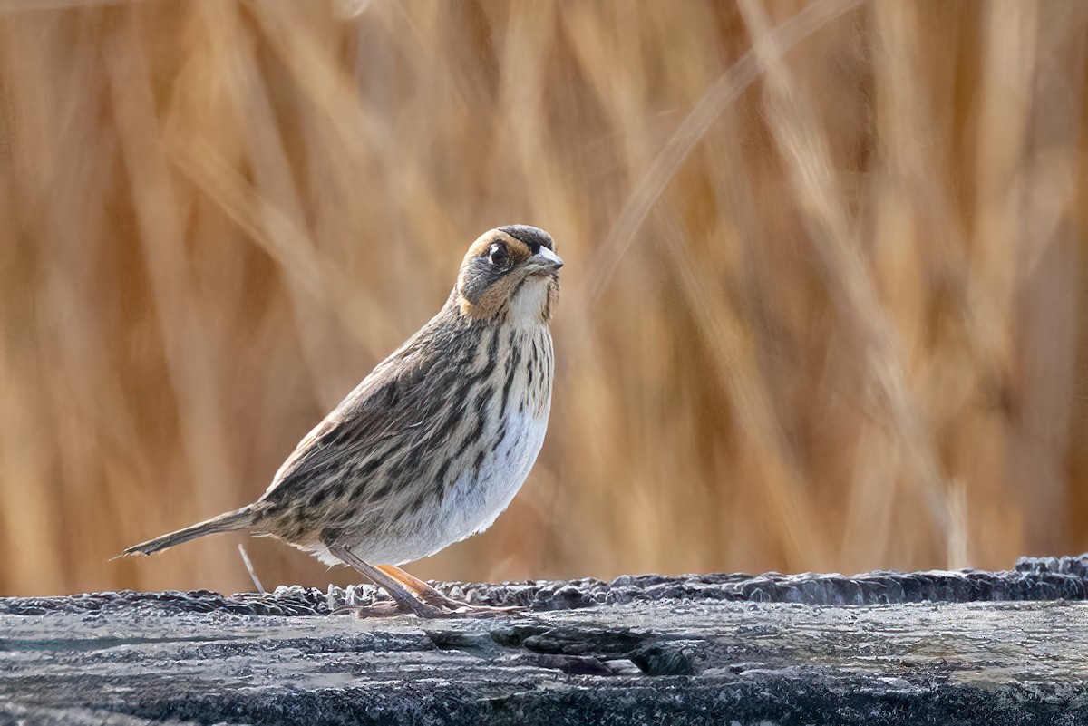 Saltmarsh Sparrow - Adam Kohler