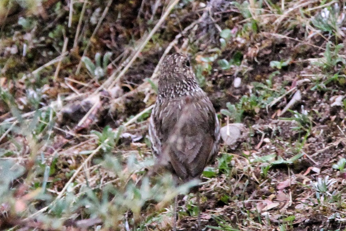 Stripe-headed Antpitta - ML612651159