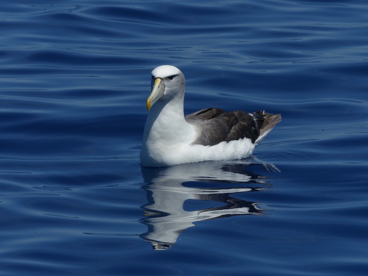 White-capped Albatross - ML612651174