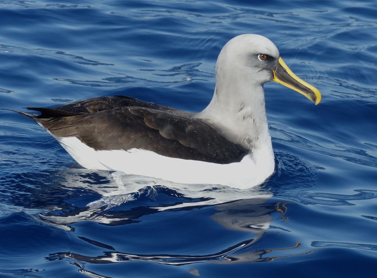 Buller's Albatross - ML612651183