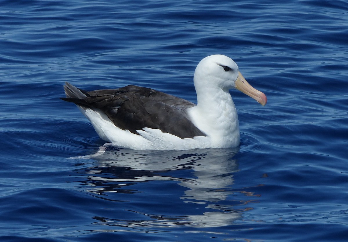 Black-browed Albatross - ML612651194