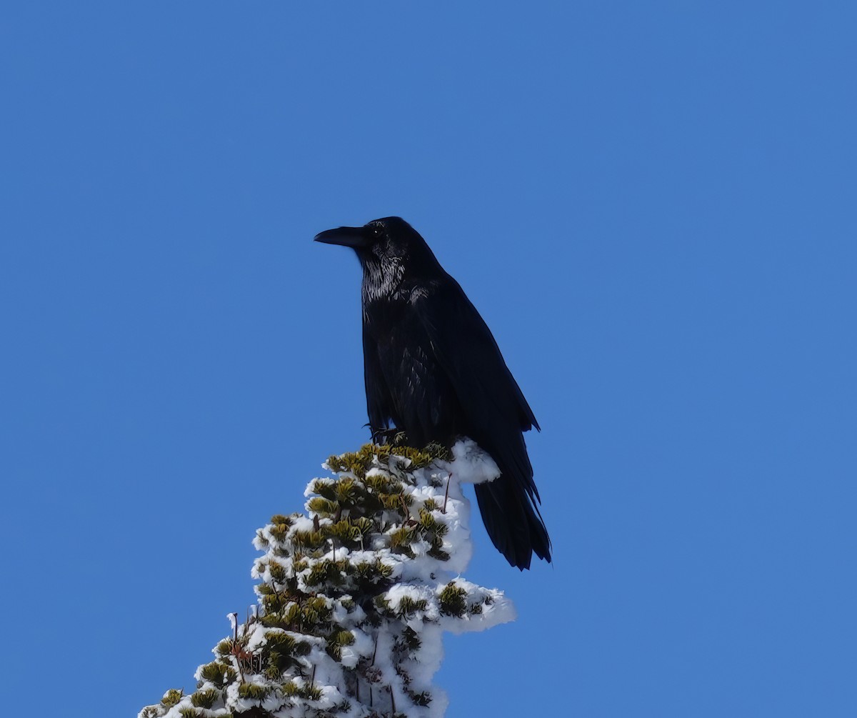 Common Raven - ML612651200