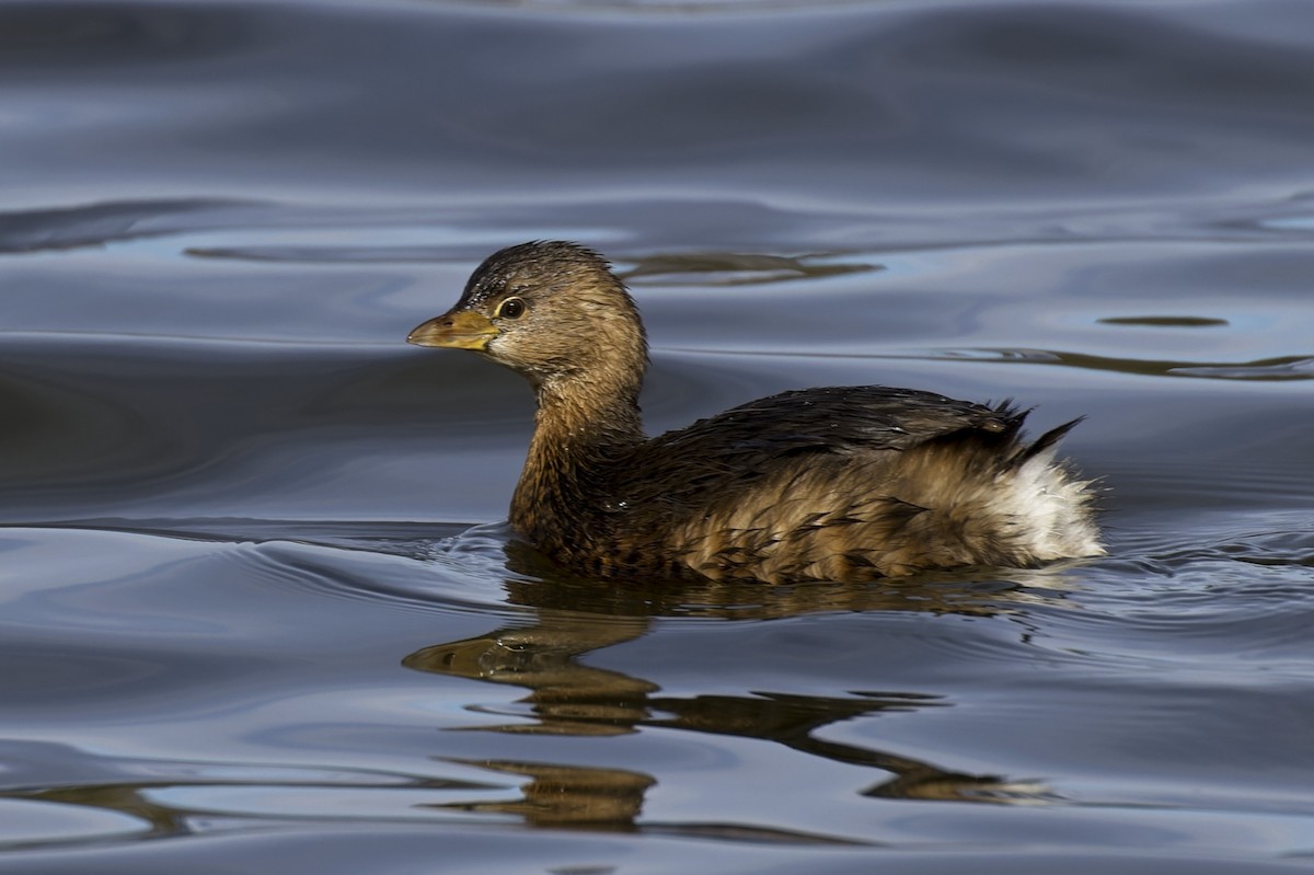 Pied-billed Grebe - Karen Carter