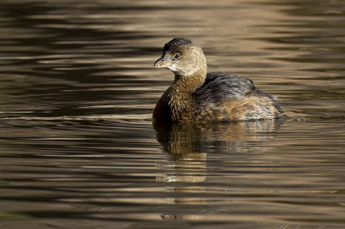 Pied-billed Grebe - ML612651277