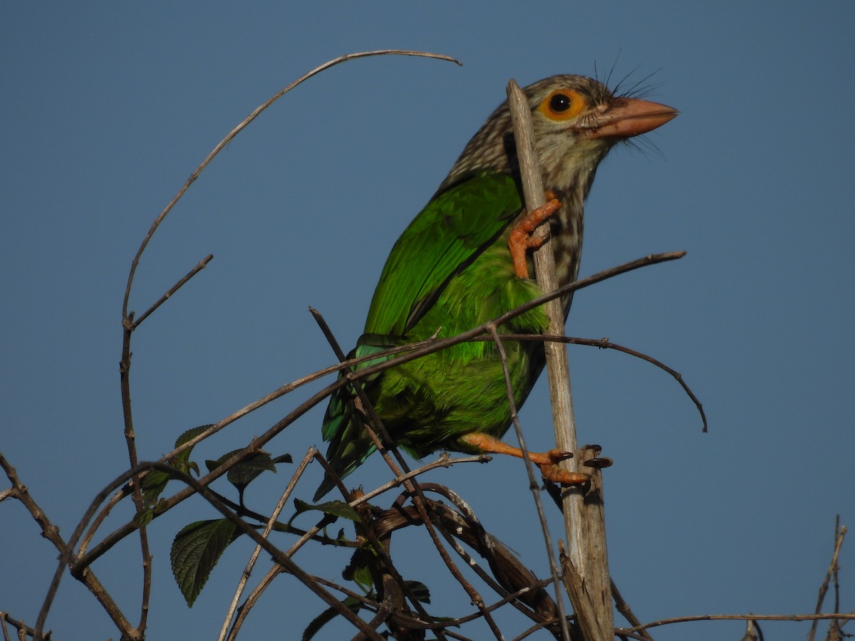 Lineated Barbet - ML612651307