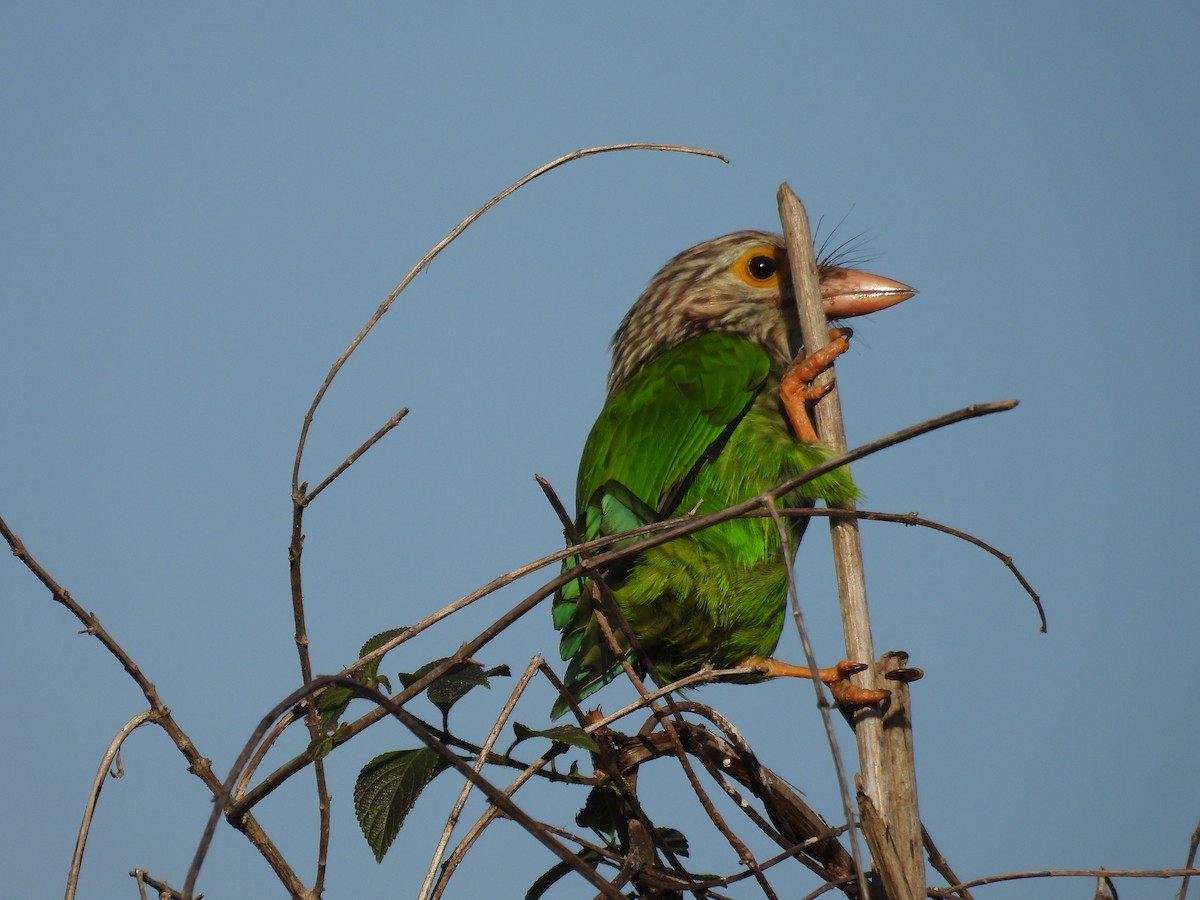 Lineated Barbet - ML612651308