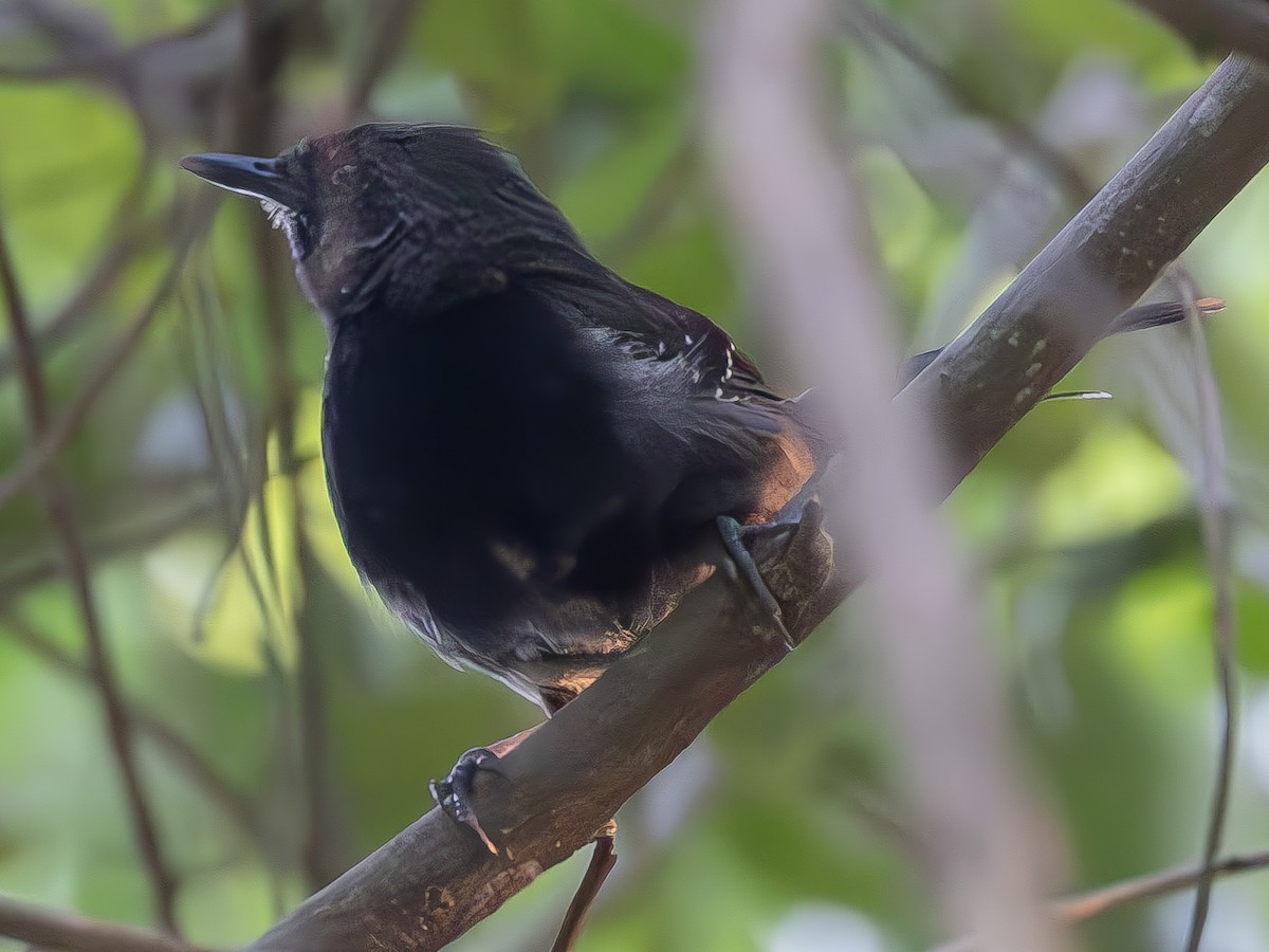 Mato Grosso Antbird - ML612651319