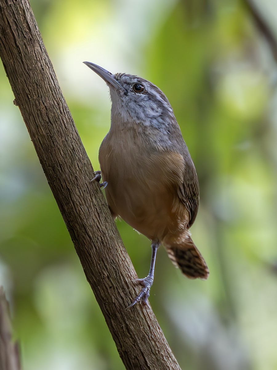 Fawn-breasted Wren - ML612651347