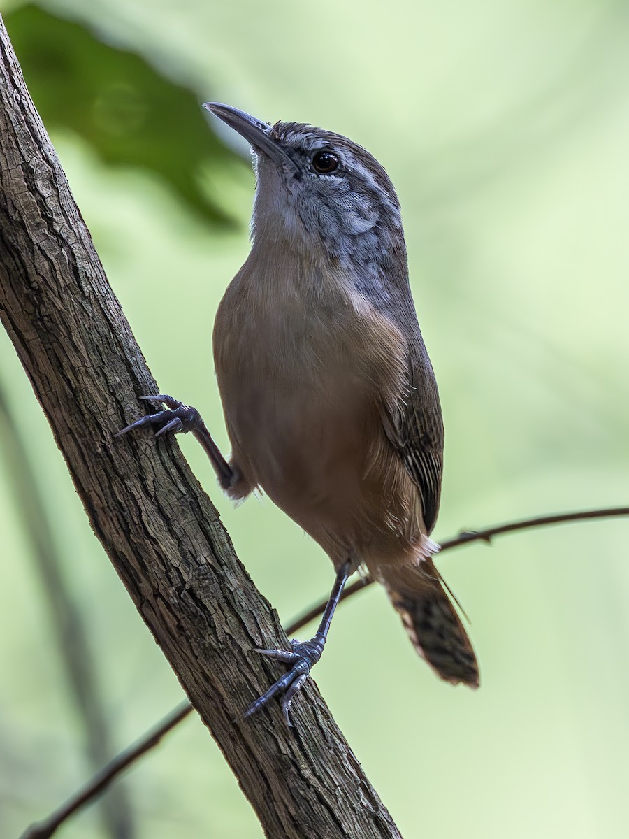 Fawn-breasted Wren - ML612651348