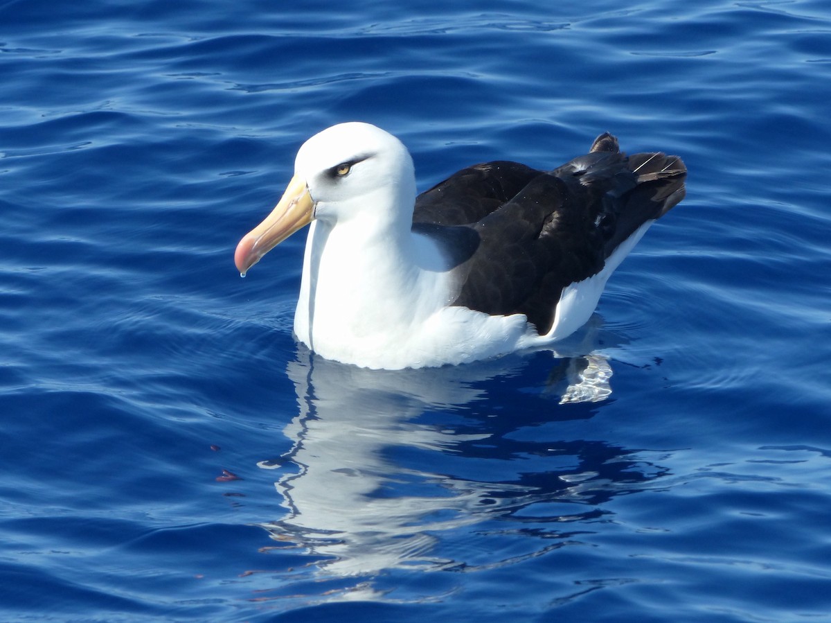 Black-browed Albatross (Campbell) - ML612651353