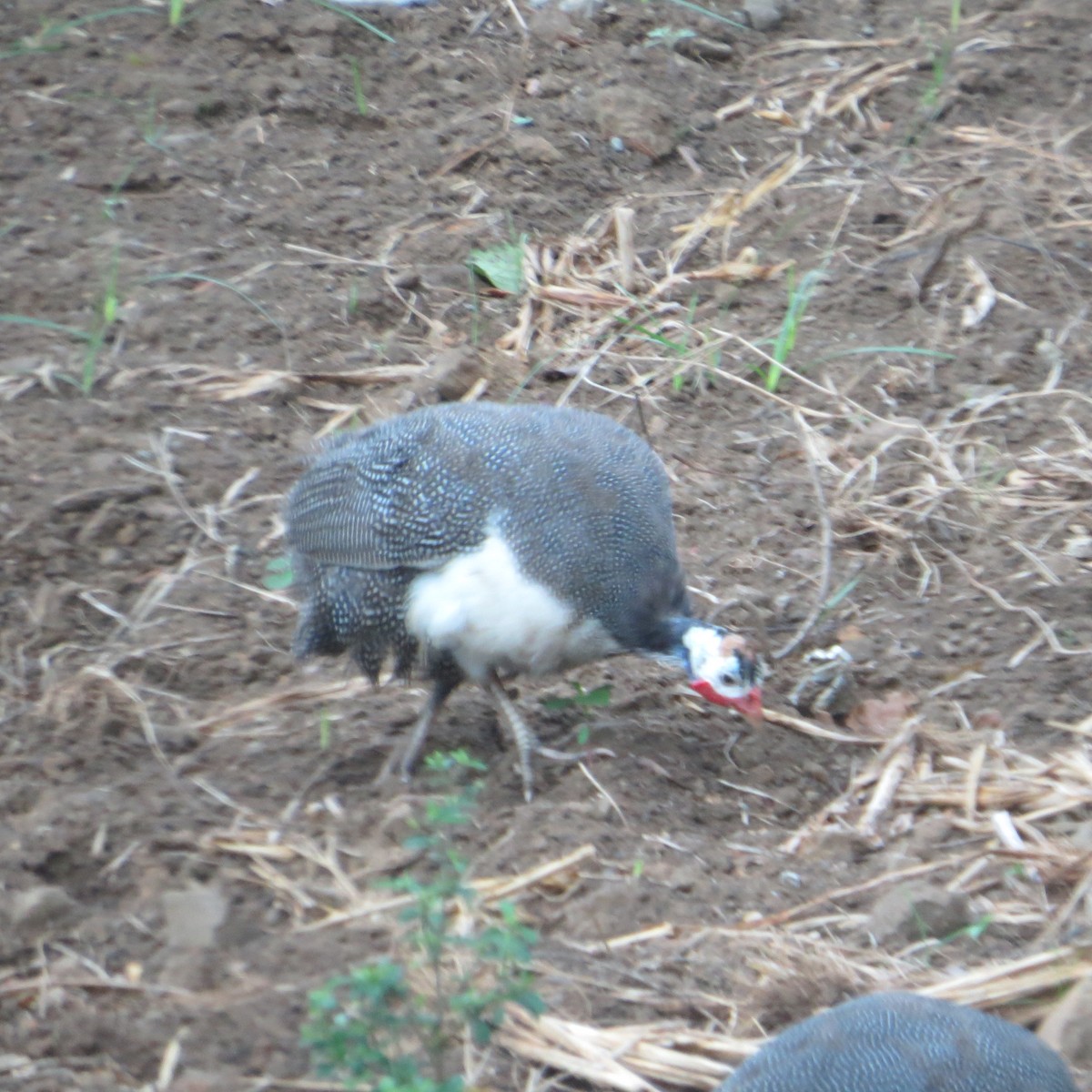 Helmeted Guineafowl - ML612651359