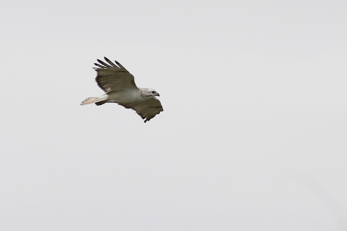 Red-tailed Hawk (Krider's) - ML612651413