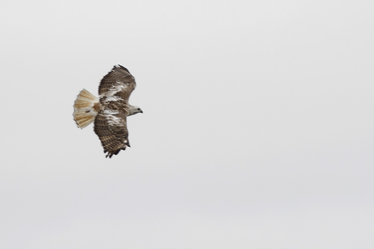 Red-tailed Hawk (Krider's) - ML612651414