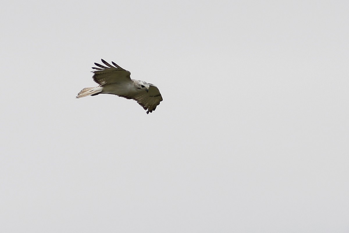 Red-tailed Hawk (Krider's) - ML612651415