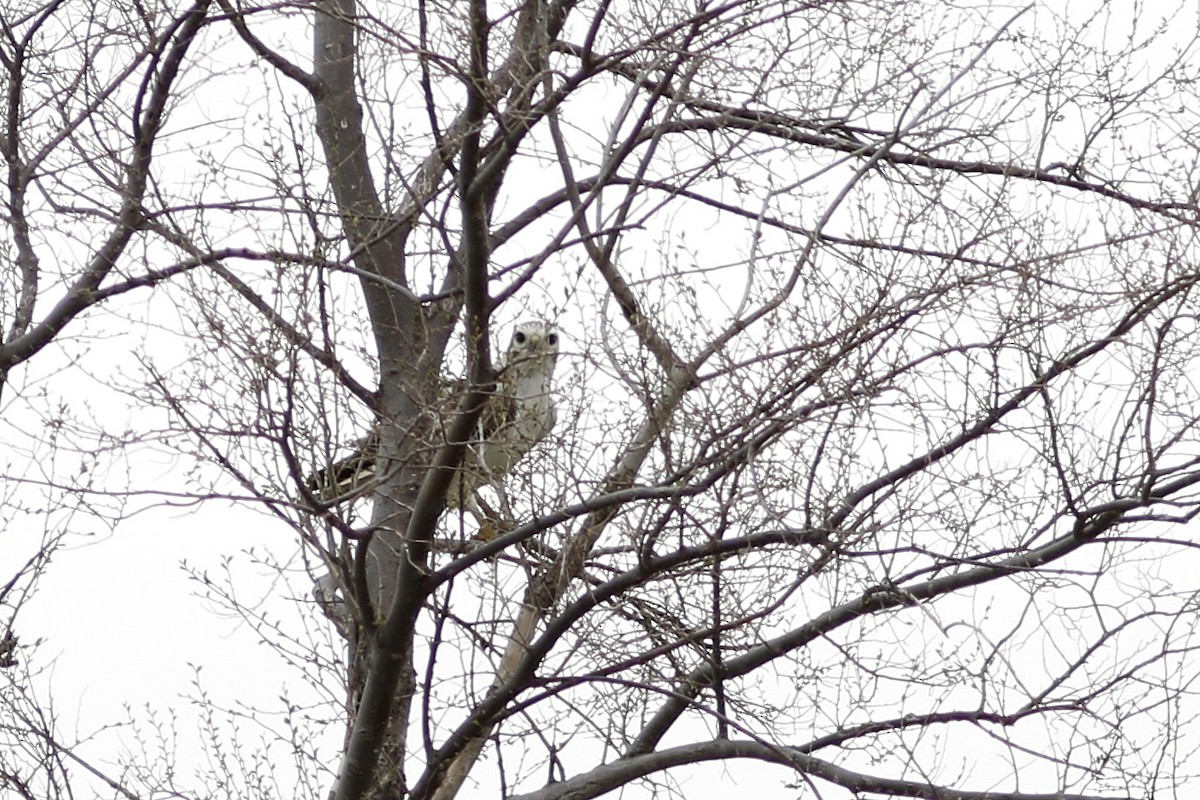 Red-tailed Hawk (Krider's) - ML612651416