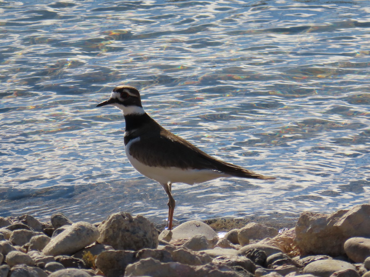 Killdeer - ML612651422