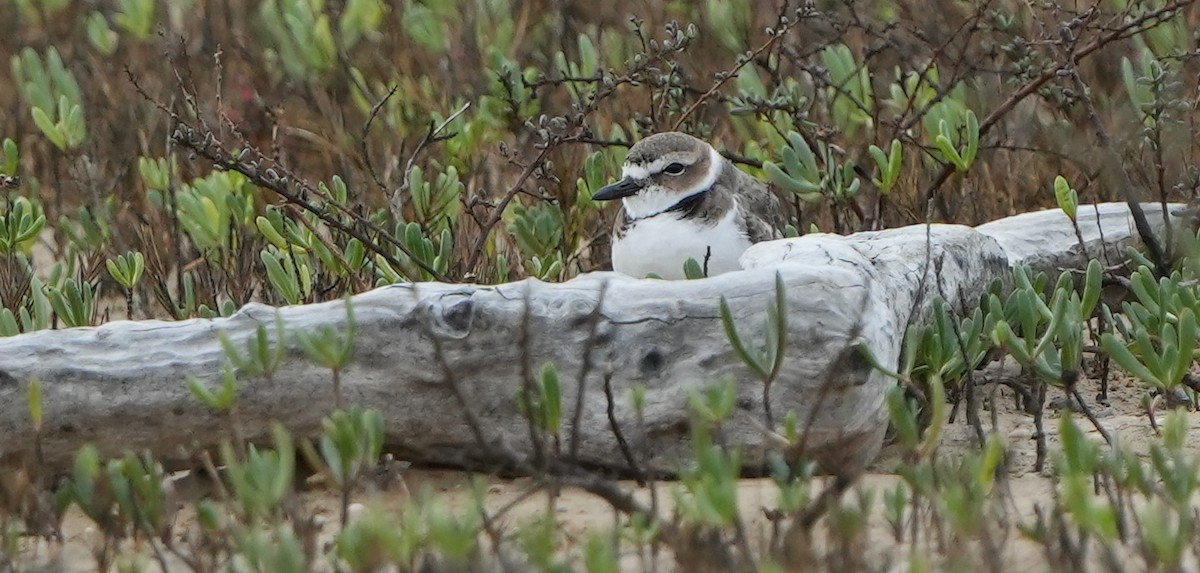 Kıyı Cılıbıtı - ML612651424