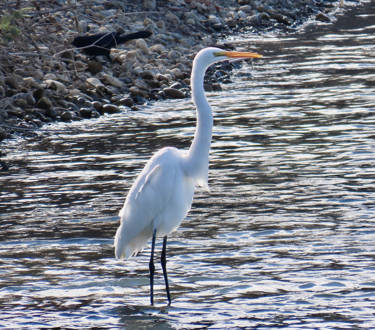 Great Egret - ML612651444