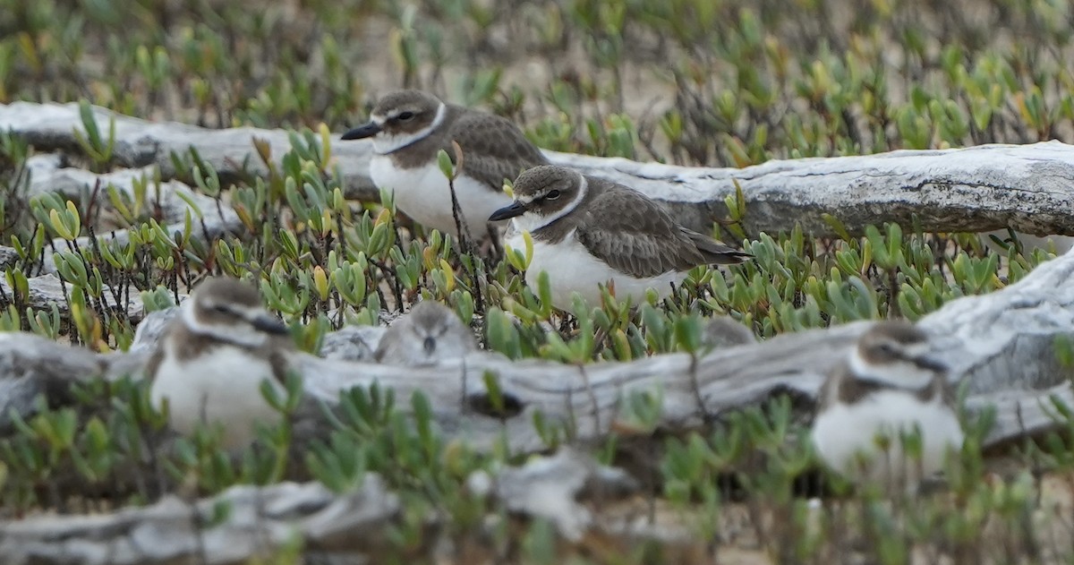 Kıyı Cılıbıtı - ML612651488