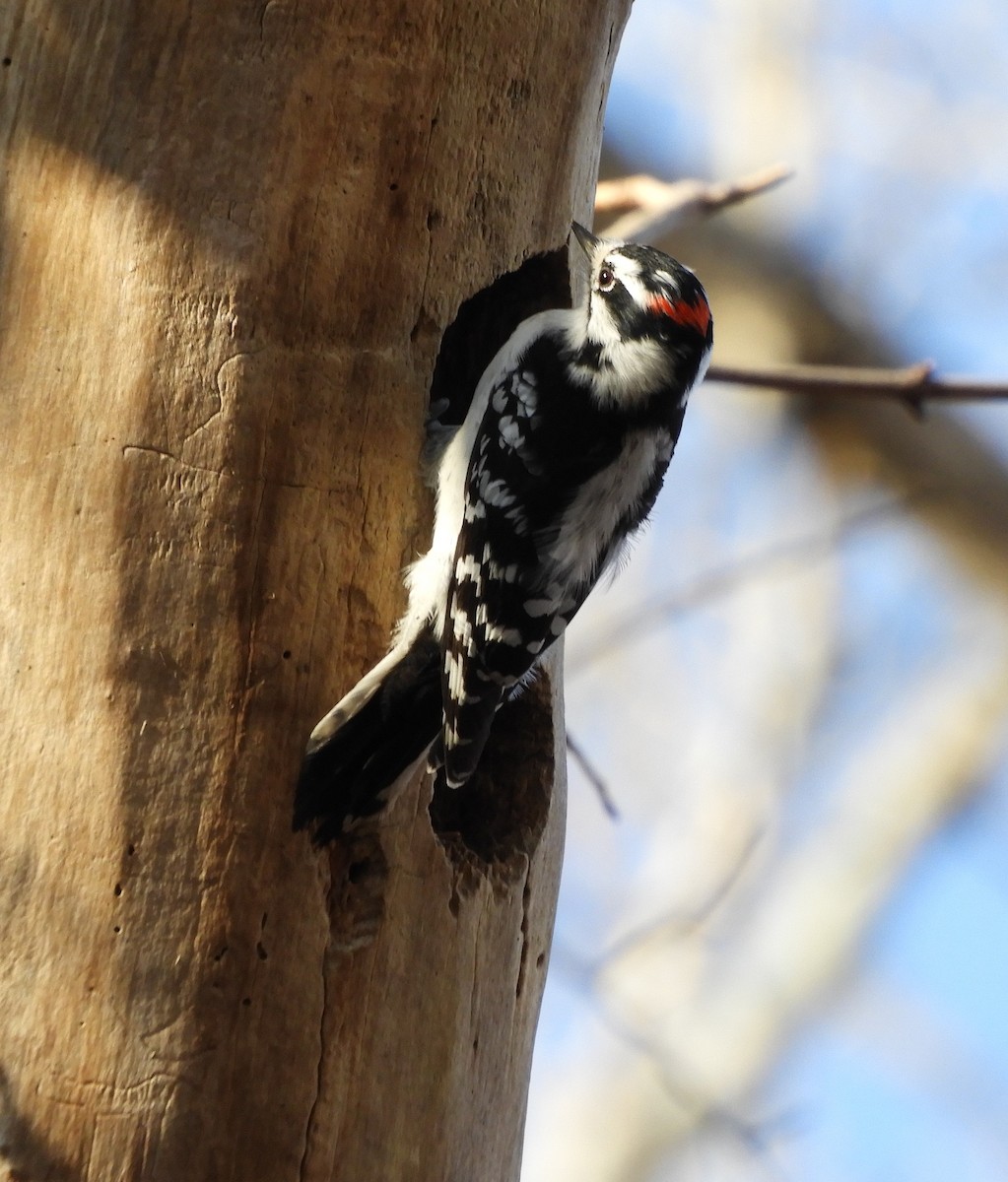 Downy Woodpecker - ML612651489