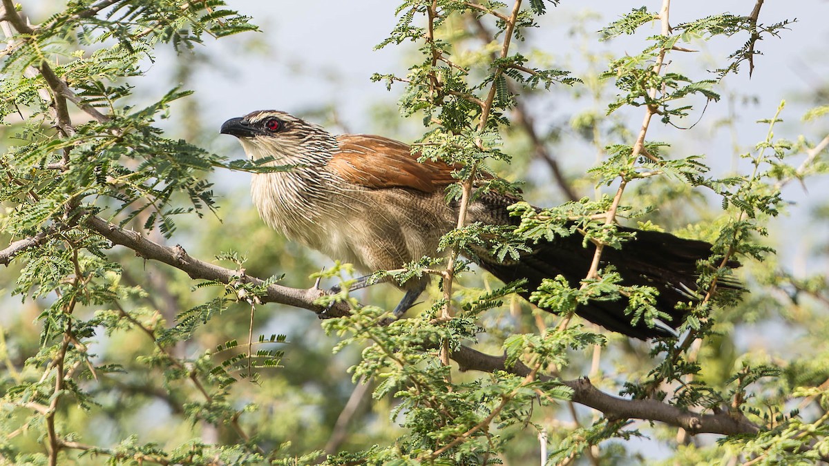White-browed Coucal - ML612651494