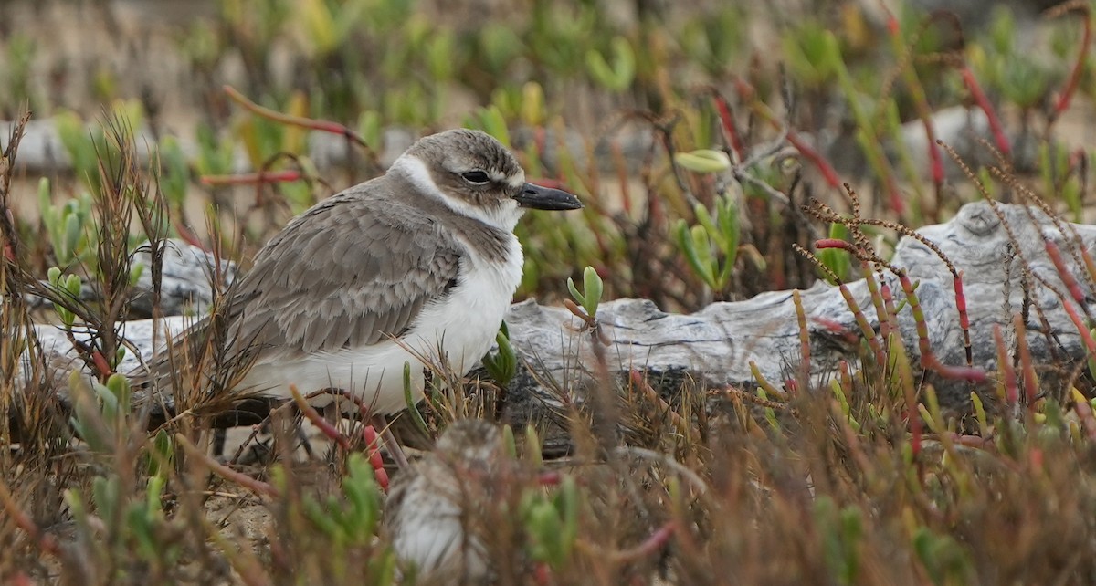 Kıyı Cılıbıtı - ML612651501