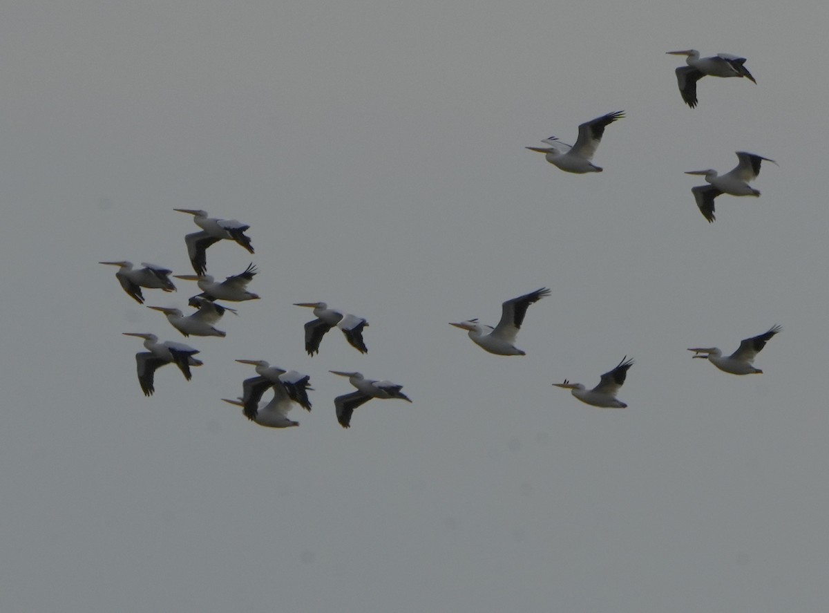 Amerika Pelikanı - ML612651518