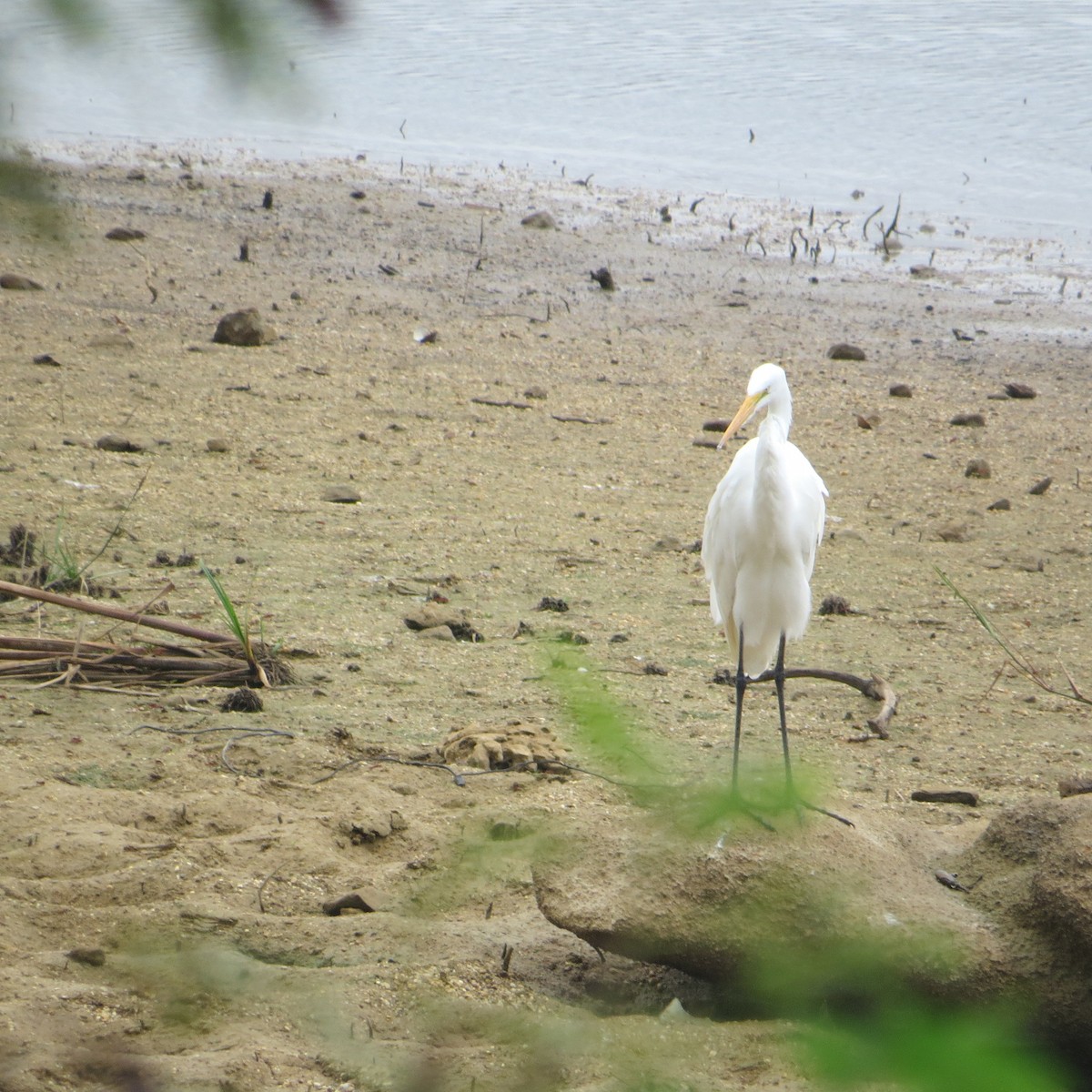 Great Egret - ML612651539
