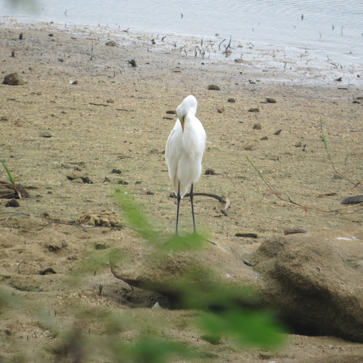 Great Egret - ML612651541