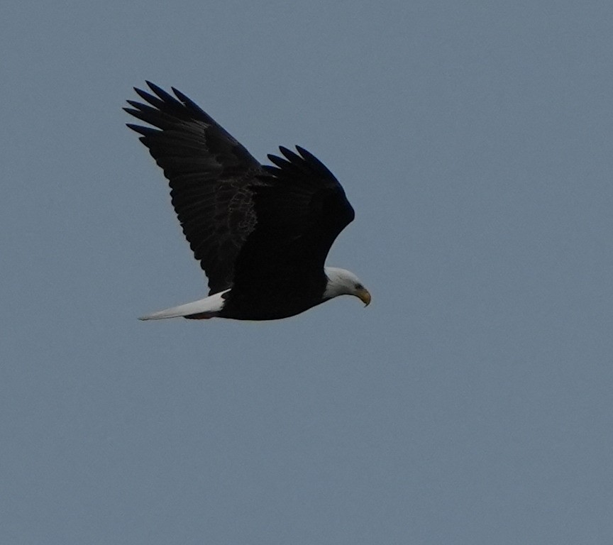 Ak Başlı Kartal - ML612651543