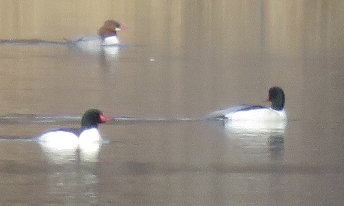 Common Merganser - ML612651572