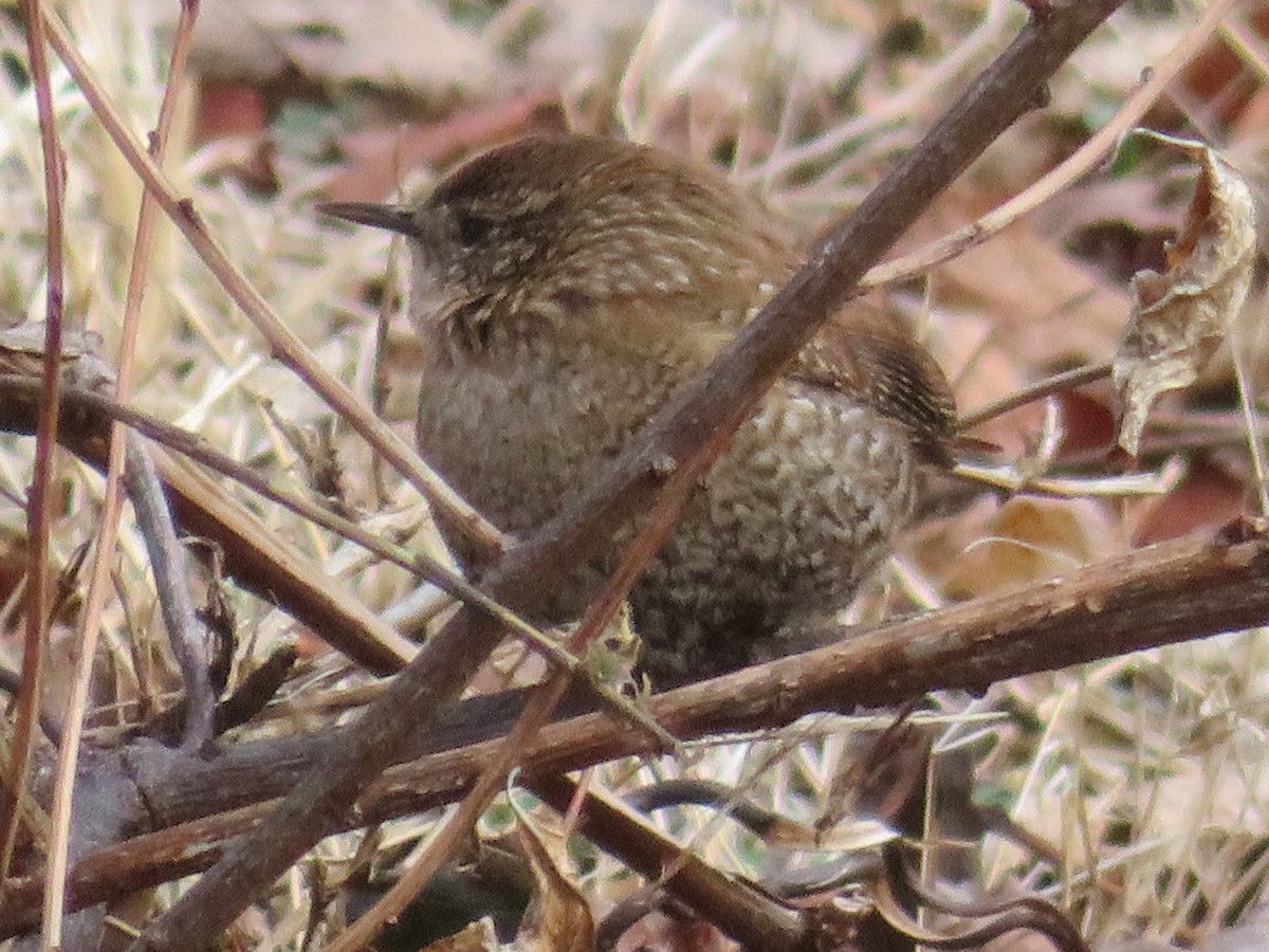 Winter Wren - ML612651588