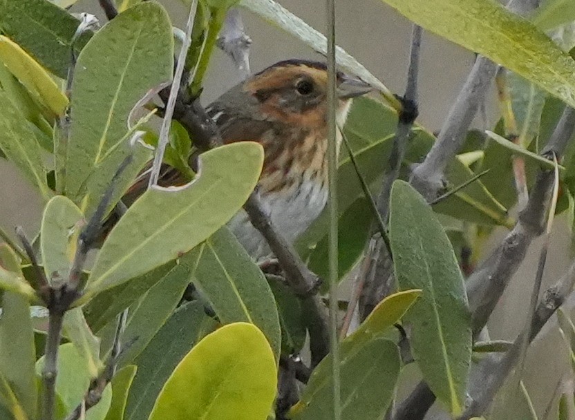 Nelson Serçesi - ML612651593