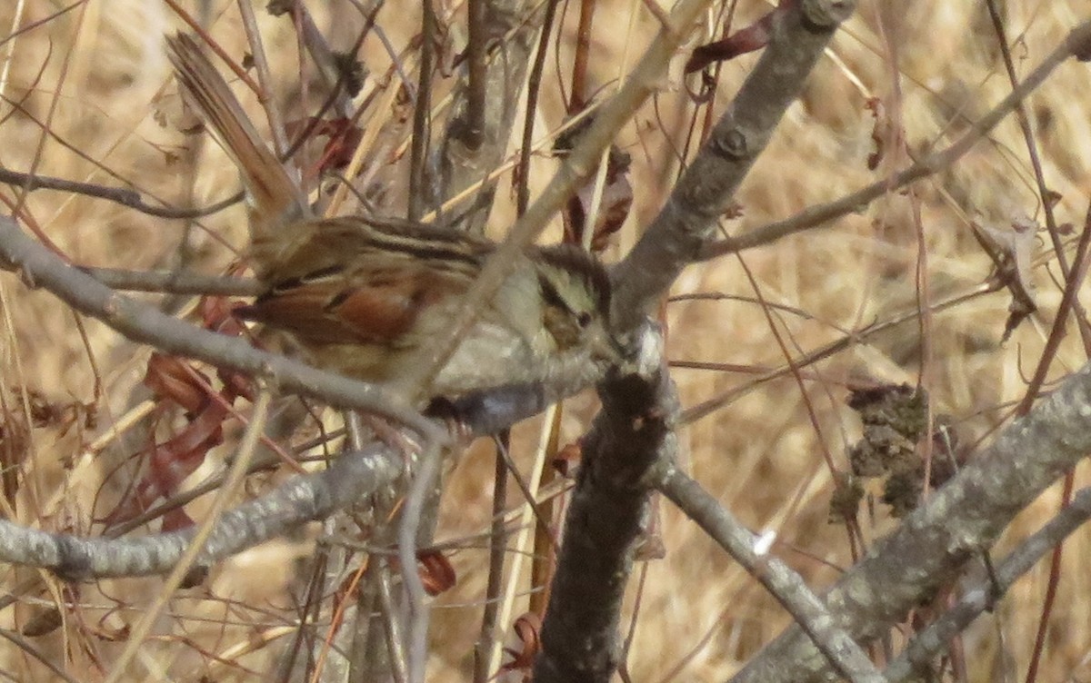 Swamp Sparrow - ML612651598