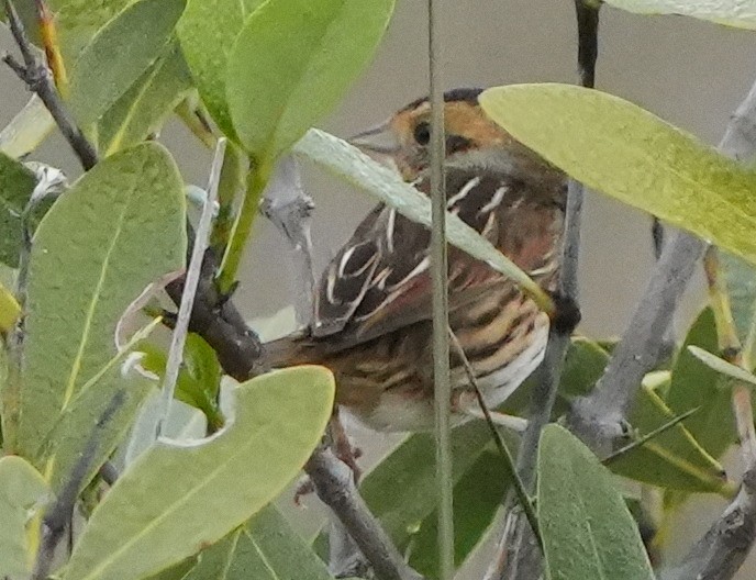 Nelson Serçesi - ML612651599