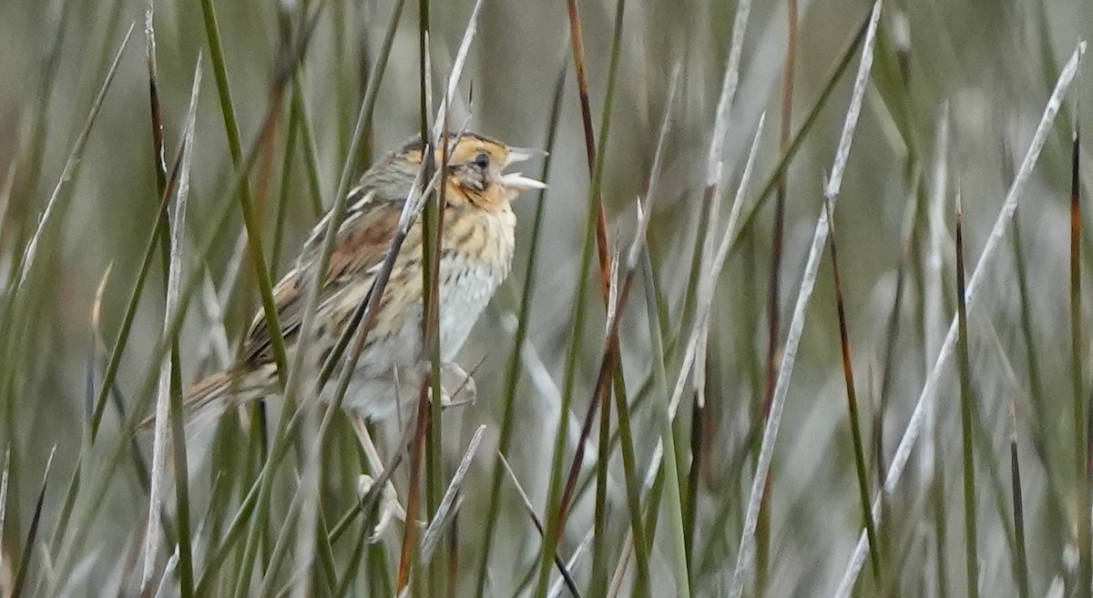 Nelson Serçesi - ML612651621