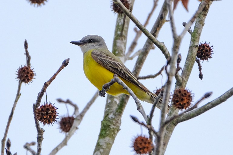 Couch's Kingbird - ML612651635