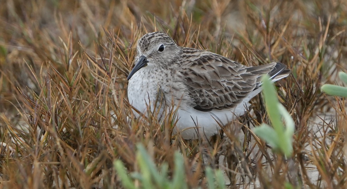 Cüce Kumkuşu - ML612651652