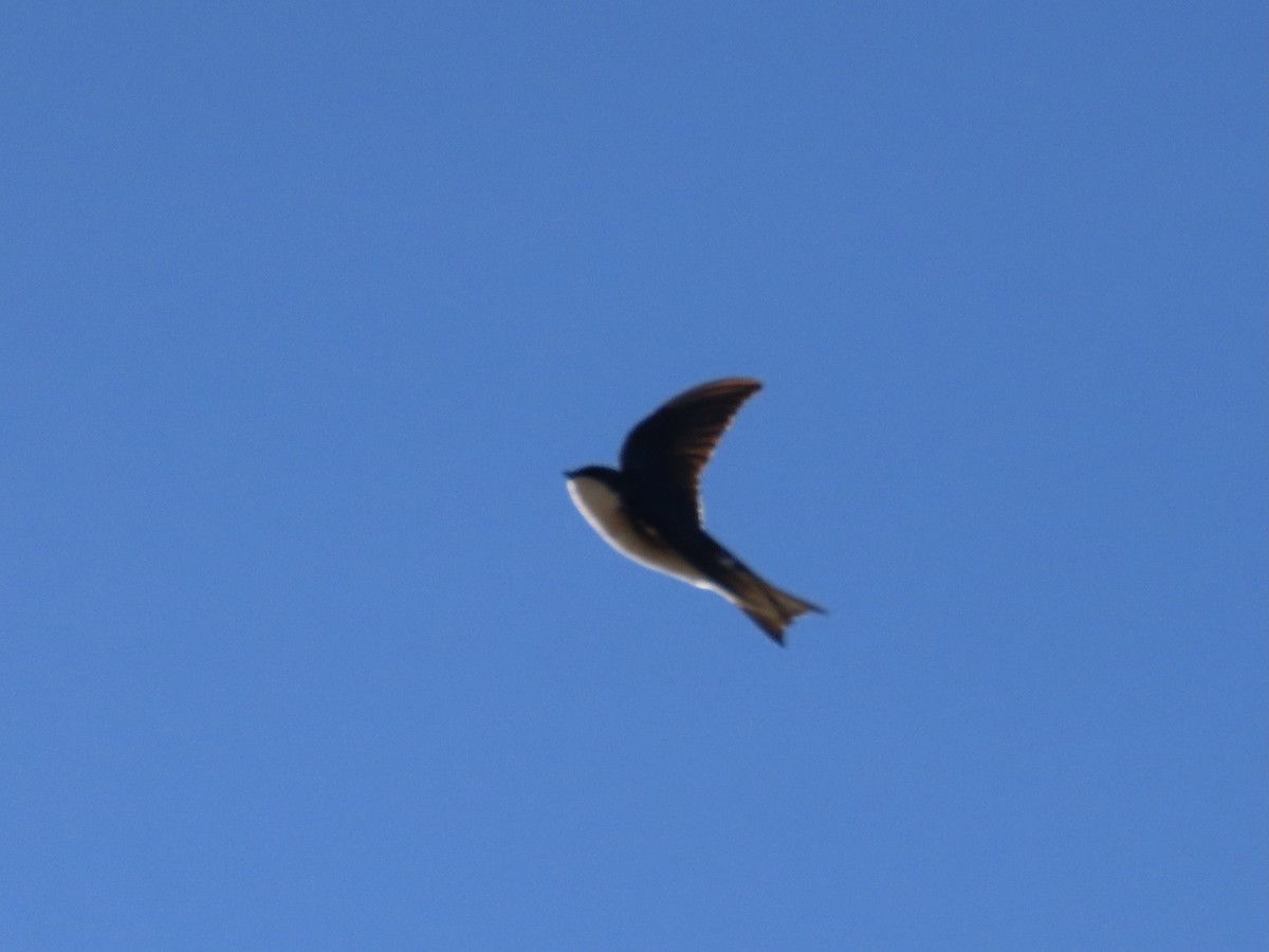 Golondrina Bicolor - ML612651677